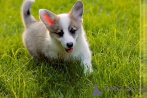 Foto №4. Ich werde verkaufen welsh corgi in der Stadt Dnipro. vom kindergarten, züchter - preis - 1000€