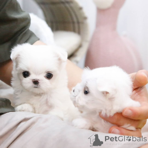 Foto №1.  - zum Verkauf in der Stadt Épinay-sur-Eeine | Frei | Ankündigung № 163506