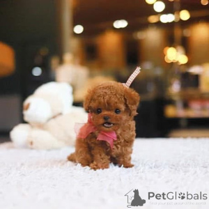 Foto №3. Dean Janet Kay Welpen Haus. USA