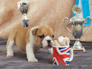 Foto №3. Englischer Bulldog -Welpe verfügbar.. Amerikanisch-Samoa