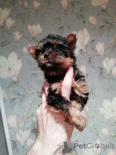 Foto №4. Ich werde verkaufen biewer terrier, yorkshire terrier in der Stadt Vilnius. quotient 	ankündigung, vom kindergarten, züchter - preis - 650€