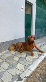 Foto №1. dogue de bordeaux - zum Verkauf in der Stadt Prokuplje | verhandelt | Ankündigung № 114130