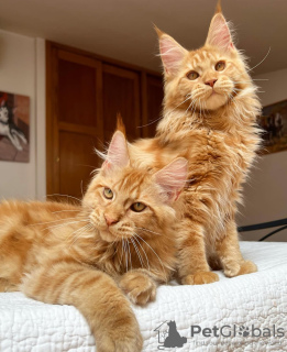 Foto №1. maine-coon-katze - zum Verkauf in der Stadt Colorado Springs | 284€ | Ankündigung № 103253