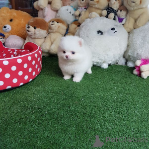 Foto №2 zu Ankündigung № 135192 zu verkaufen pommersche spitz - einkaufen Deutschland 