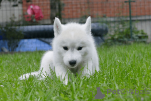 Foto №3. Siberian Husky puppies. Serbien