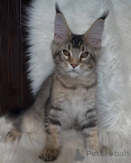 Foto №1. maine-coon-katze - zum Verkauf in der Stadt Aston | verhandelt | Ankündigung № 160648