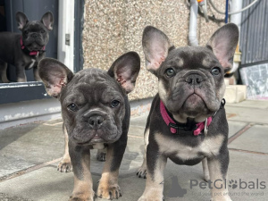 Foto №1. französische bulldogge - zum Verkauf in der Stadt Vienna | 379€ | Ankündigung № 38280