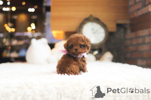 Foto №3. Dean Janet Kay Welpen Haus. USA