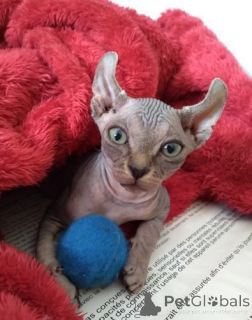 Foto №1. sphynx-katze - zum Verkauf in der Stadt Arkansas City | 339€ | Ankündigung № 174015
