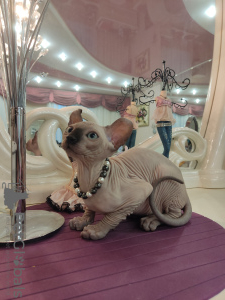 Foto №4. Ich werde verkaufen sphynx cat in der Stadt St. Petersburg. vom kindergarten - preis - 370€