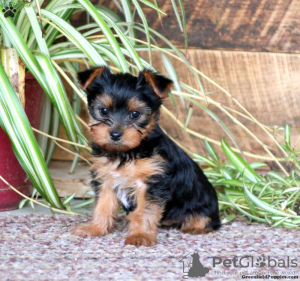 Foto №2 zu Ankündigung № 44764 zu verkaufen yorkshire terrier - einkaufen Deutschland 