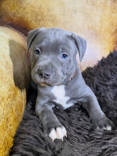 Foto №2 zu Ankündigung № 171294 zu verkaufen staffordshire bull terrier - einkaufen Tschechische Republik züchter