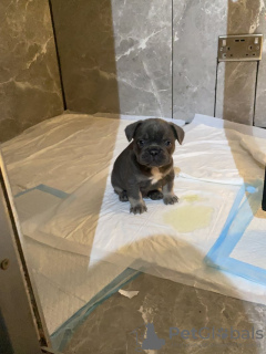 Foto №3. Französische Bulldogge. Deutschland