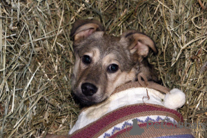 Foto №1. mischlingshund - zum Verkauf in der Stadt Москва | Frei | Ankündigung № 58432