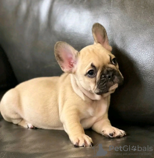 Foto №3. Auf Toilette geschulter Tierarzt. Geprüfte französische Bulldogge. USA