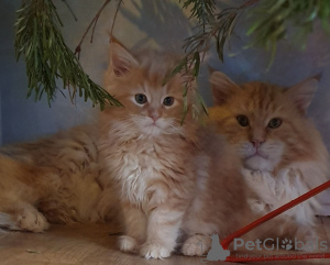 Foto №3. Selbsterzogene Maine-Coon-Kätzchen sind jetzt zum Verkauf verfügbar. Deutschland