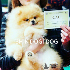 Zusätzliche Fotos: Offizieller Zwinger Chic Dogi Dog
