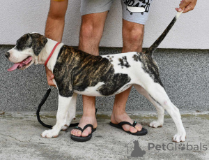 Zusätzliche Fotos: Amerikanische Bulldoggenwelpen