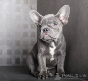 Foto №1. französische bulldogge - zum Verkauf in der Stadt Hyde Park | 379€ | Ankündigung № 84369