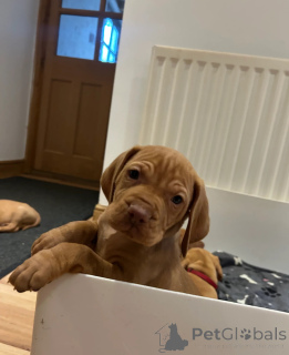 Foto №1. kurzhaariger ungarischer vorstehhund - zum Verkauf in der Stadt Gavirzhov | 531€ | Ankündigung № 153753