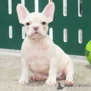 Foto №2 zu Ankündigung № 162630 zu verkaufen französische bulldogge - einkaufen Deutschland 