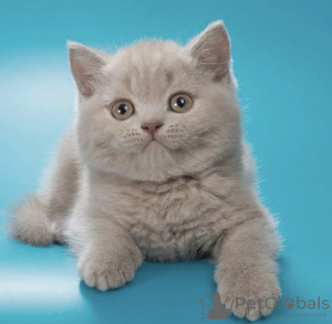 Foto №3. Hübscher britischer Junge. Tschechische Republik