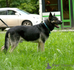 Zusätzliche Fotos: Grand, Osteuropäischer Schäferhund, Alter 4,5 Jahre. Auf der Suche nach einem