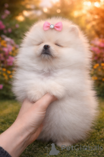 Foto №3. Kritisches VIP-Girl!. Ukraine