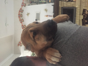 Foto №4. Ich werde verkaufen zentralasiatischer owtscharka in der Stadt Минск. vom kindergarten - preis - Verhandelt