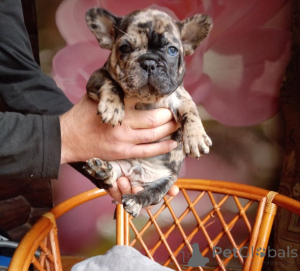 Zusätzliche Fotos: Süße französische Bulldoggenwelpen.