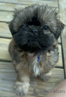 Foto №1. shih tzu - zum Verkauf in der Stadt Schlechtes Münsteerefel | 420€ | Ankündigung № 176229