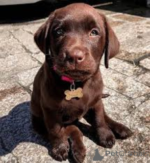 Foto №3. Adorables Hunde Labrador Retriever zu verkaufen. Frankreich