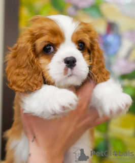 Foto №2 zu Ankündigung № 95862 zu verkaufen cavalier king charles spaniel - einkaufen Türkei quotient 	ankündigung