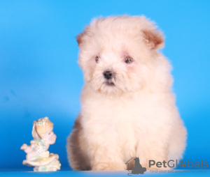 Foto №3. Maltipoo F1 Welpen Mädchen Mini. Russische Föderation