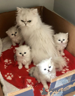 Foto №1. perserkatze - zum Verkauf in der Stadt Гамбург | 266€ | Ankündigung № 132576