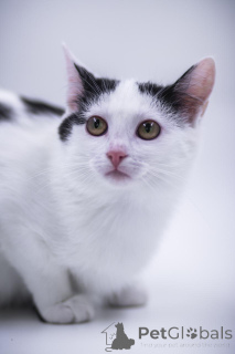 Foto №3. Bezaubernde Prinzessin als Geschenk!. Russische Föderation