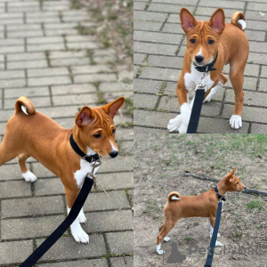 Foto №4. Ich werde verkaufen basenji in der Stadt Minsk. züchter - preis - 196€