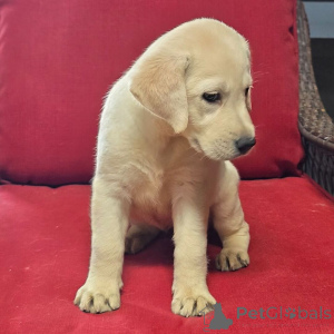 Foto №3. Margo Labrador Retriever-Hündin, 10 Wochen alt, bereit, nach Hause zu gehen. Deutschland