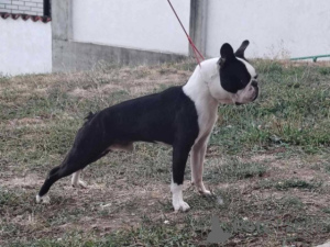 Foto №1. boston terrier - zum Verkauf in der Stadt Belgrad | verhandelt | Ankündigung № 177383