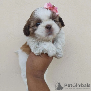 Foto №1. shih tzu - zum Verkauf in der Stadt Richmond | 331€ | Ankündigung № 42827