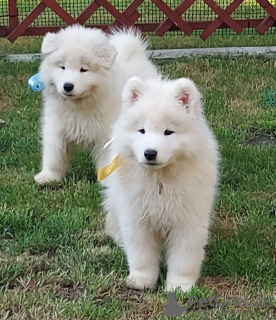 Zusätzliche Fotos: SAMOYED-Welpe, Rüde (FCI), geboren am 7. Juni 2024