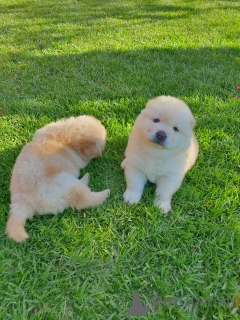 Foto №2 zu Ankündigung № 168779 zu verkaufen chow-chow - einkaufen USA 
