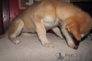 Foto №3. Wolf Hybrid zum Verkauf. USA