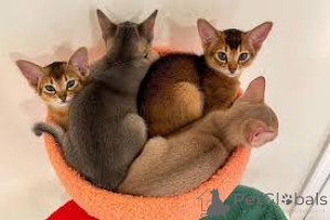 Foto №1. abessinierkatze - zum Verkauf in der Stadt Espoo | 484€ | Ankündigung № 171565
