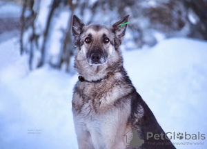 Foto №1. osteuropäischer schäferhund - zum Verkauf in der Stadt Александров | Frei | Ankündigung № 87761