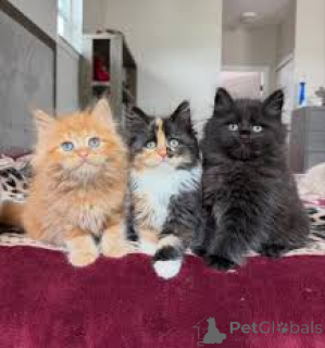 Foto №1. sibirische katze - zum Verkauf in der Stadt Antwerpen | 484€ | Ankündigung № 172693