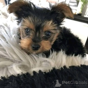 Foto №1. yorkshire terrier - zum Verkauf in der Stadt Ramstein-Miesbach | 560€ | Ankündigung № 166050