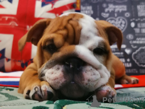 Foto №1. englische bulldogge - zum Verkauf in der Stadt Wolgograd | 900€ | Ankündigung № 7567