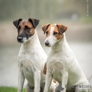 Foto №1. smooth fox terrier - zum Verkauf in der Stadt Kiew | verhandelt | Ankündigung № 16731