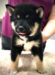 Foto №3. Shiba Inu. Russische Föderation